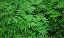 Cannabis, Legalisation and Way Forward – 7 Tips for Investing
