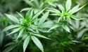  Cannabis Stock That Tanked on the ASX - CAN 