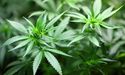 Cannabis Stock That Tanked on the ASX - CAN