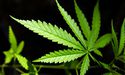 How have cannabis stocks done so far in 2020? A Look at CAN, AGH, AC8