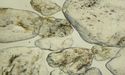 Perpetual Resources Affirms Clean Geochemistry Results at Beharra Project, Further Beneficiation Test Work Underway