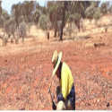 Musgrave Welcomes Glittering Hopes As High Grade Gold Intersected Link-Lode At Break Of Day; Stock Soars