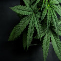 Lens Through Cannabis Stocks During Reporting Season
