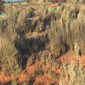 Musgrave Exploration In Full Swing With Drilling Recommenced At The New High-Grade Starlight Link-Lode