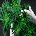 Can Pot Stocks Survive Coronavirus? Glance at AGH, THC, CGB