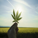 Is Cannabis Space Offering a Lucrative Investment Opportunity Amid Coronavirus Outbreak?