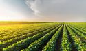 Australia’s Agricultural Industry: A look at WOA, GNC, ELD