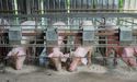 China Suspends US Pork and Soybean Imports; Tale of Australian Pork Farming Space