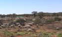 Musgrave Minerals’ Impressive Near-Surface Gold Intersections Fortify Starlight’s RC Drilling Program