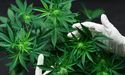 Unaffected by COVID-19, these cannabis stocks continue their clinical studies: MDC, ZLD, AC8