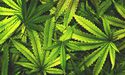 What’s latest with these ASX-listed cannabis stocks- MXC, THC, BDA