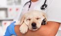 Lens on ASX-listed animal health players -AHX, CP1, EOF, PAA