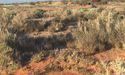 Musgrave Records Impressive Gold Results at Starlight, Stock Zooms Up by 24%