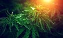  NZ Legalising Cannabis: Is It Worth Rolling The Bill? 