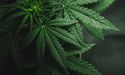 Medicinal cannabis firms’ varied views on the referendum result