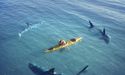  Why are shark attacks rising in Australia? 