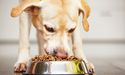 Nestle SA subsidiary to Invest $550 Million For Pet Food Factory’s Expansion in Georgia
