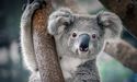  Can Koala’s bear Australian bushfires? 