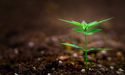 Cannabis Companies Tilray And Aphria Announce £2.8bn Merger