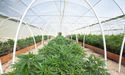 Medicinal cannabis industry in NZ is set to boom despite hurdles 