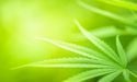  Aphria (TSX:APHA) Reports 99% YoY Net Cannabis Revenue Growth, Stocks Surge 