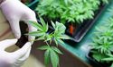 Little Green Pharma (ASX:LGP) ships first order to Germany