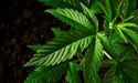  2 IPOs To Watch Out Today: IM Cannabis & IDEX 