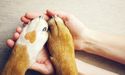 Do you know which premium pet NZ food company has KKR bought?