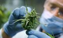 ANTG Becomes The First Aussie Company To Export Medicinal Cannabis To NZ