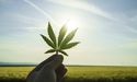 Cannabis-Based Company Bags Carbon Efficiency Certification