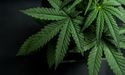  Hexo-Redecan Stock & Cash Merger Heats Up Competition In Pot Industry 