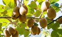 A Red-Letter Day: Zespri Delivers Record Results, Introduces Zespri Red