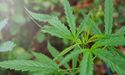  Canopy (WEED) & Tilray (TLRY): 2 Pot Stocks To Buy Before Q2 Ends 