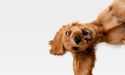 Why is owning a pet good for you?