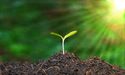 Is planting trees a solution to climate change?