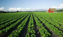 Sigh of relief for Aussie farmers as adequate rainfall improves farm produce
