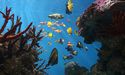  Aussie Scientists discover new way to save Great Barrier Reef 