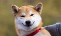  Top Dog: Shiba Inu Tops List of This Weeks Top 5 Best Performing Cryptos 