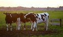 North Australian Cattle Company now has a new owner