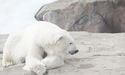  How are Arctic animals in Canada affected by climate change? 