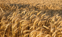  Russia-Ukraine conflict: What is happening with wheat prices? 