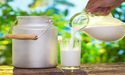  A2M, BGA, AHF: Why are these dairy stocks in focus today 