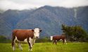 Fonterra (ASX:FSF) shares surge on share buyback announcement