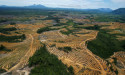  COP27: Major food firms detail plans to eliminate deforestation by 2025 