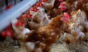  France orders poultry indoors as bird flu risk level raised to 