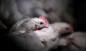  South Africa reports bird flu outbreak on small farm - WOAH 