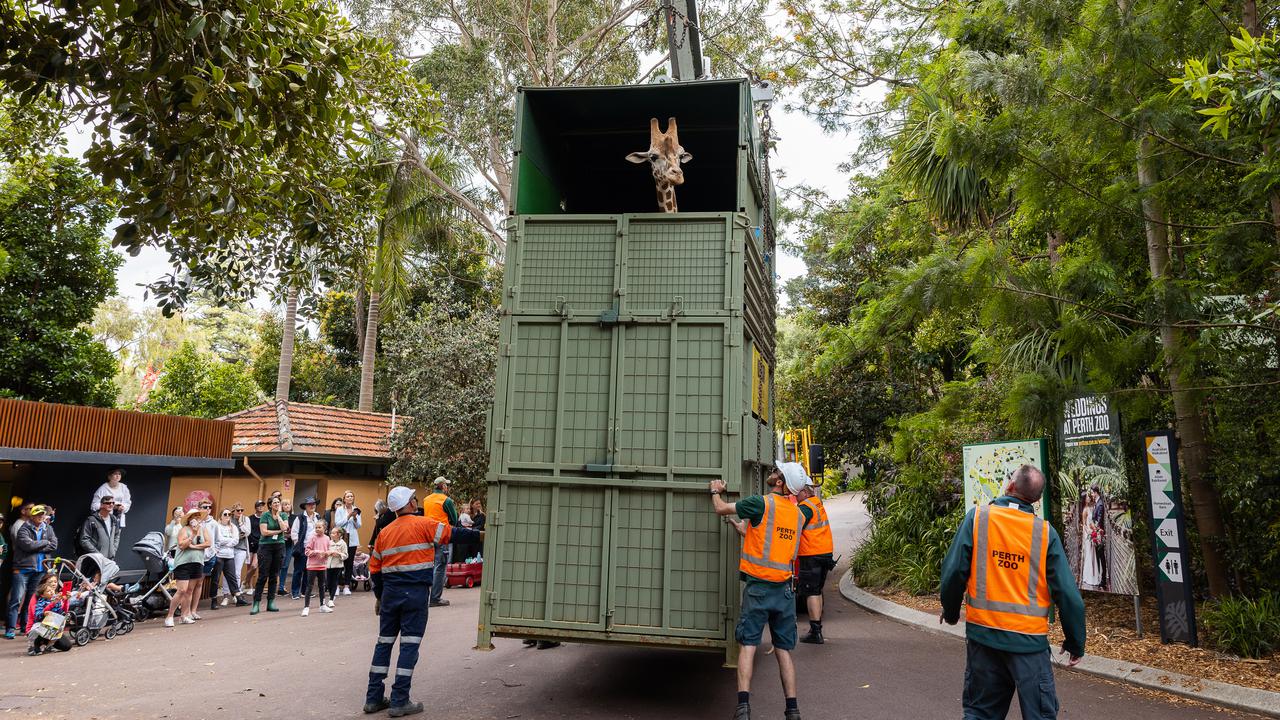 WA giraffe hits the road to new home in SA