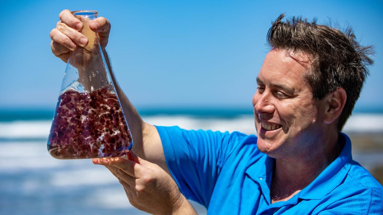  Scientists unlock methane-busting seaweed 