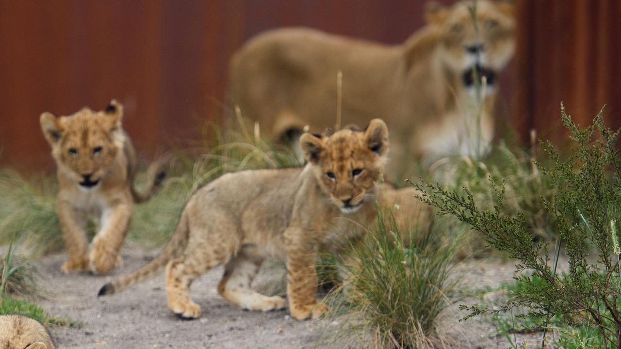 Wire fence investigated after lions escape 