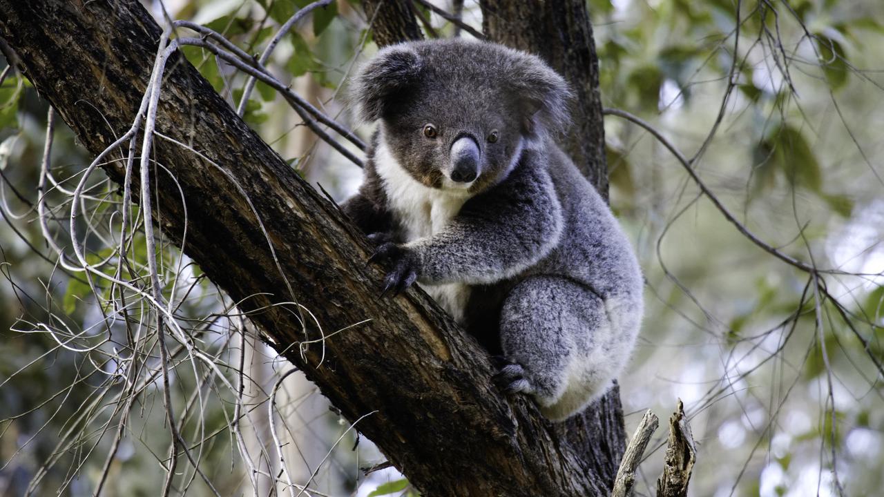  NSW 'koala wars' bill quickly ditched 